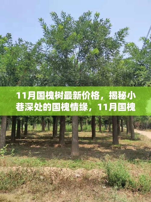 揭秘国槐情缘，小巷深处的特色小店与最新国槐树价格解析