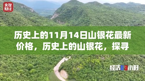 探寻山银花价格变迁背后的故事与影响，历史上的最新价格回顾（11月14日）
