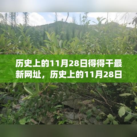 历史上的11月28日，追寻自然美景之旅，探索内心宁静港湾的新网址揭秘