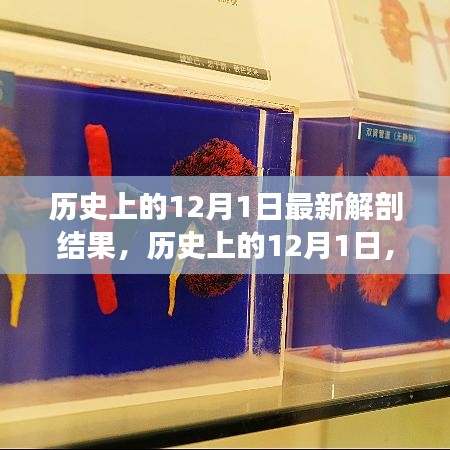 历史上的12月1日，最新解剖结果揭示的奥秘