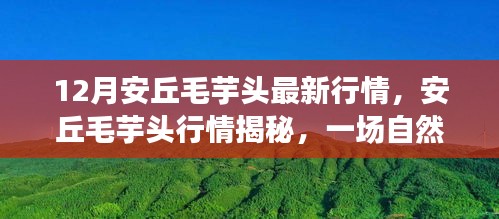 安丘毛芋头最新行情揭秘与冬季自然美景之旅