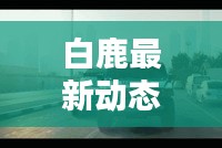 白鹿最新动态消息曝光，不容错过！