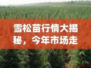 雪松苗行情大揭秘，今年市场走势分析！