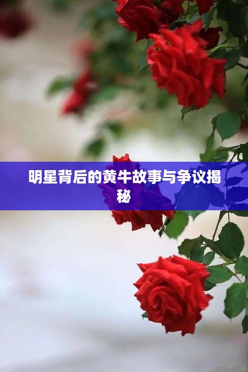 明星背后的黄牛故事与争议揭秘