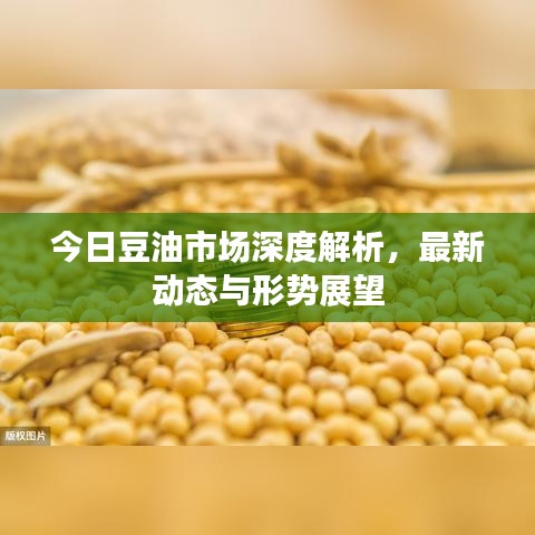 今日豆油市场深度解析，最新动态与形势展望