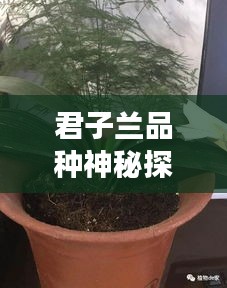 君子兰品种神秘探秘之旅