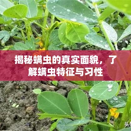 揭秘螨虫的真实面貌，了解螨虫特征与习性