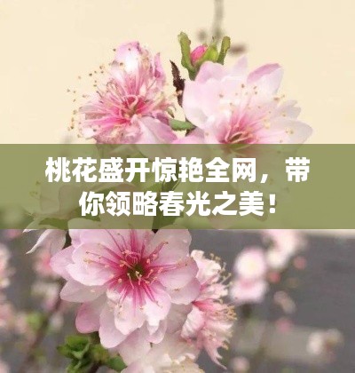 桃花盛开惊艳全网，带你领略春光之美！