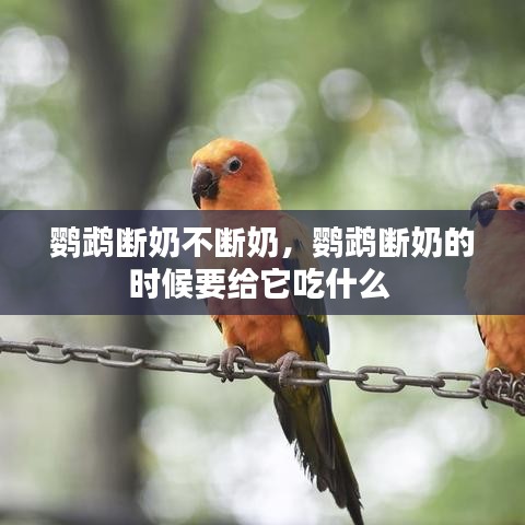 鹦鹉断奶不断奶，鹦鹉断奶的时候要给它吃什么 