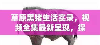 倦鸟思归